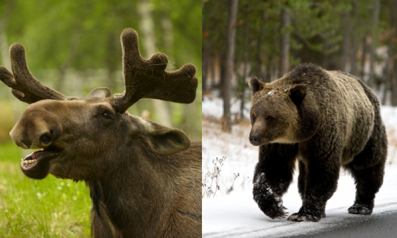 grizzly bear vs moose